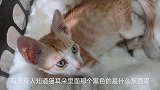 小橘猫耳朵里，长了黑色的东西，这个是什么？