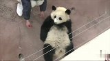 熊猫：本王凭本事卖的萌，凭什么不能当大爷，奶妈无情拖走