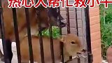 小牛头被卡住了，热心人路过看到帮忙救助小牛