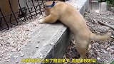 小狗狗上台阶，蠢萌蠢萌的可爱极了