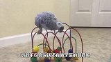 小男孩长了虫牙，叫鹦鹉来帮忙，速度太快镜头记录全过程