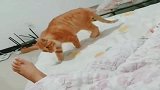 铲屎官脱鞋睡觉，可把猫咪熏坏了，这小模样太逗了！