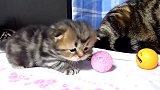 可爱的小奶猫上线，这萌萌的小表情，真是惹人爱！