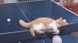 萌宠：作为中国的猫咪，猫咪绝对不丢乒乓球的脸！