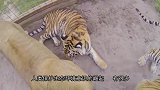 豹子偷袭饲养员，不料却被老虎一掌拍飞，老虎：吃了他谁来养我？