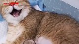 猫老婆天天叨叨烦死个猫了