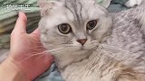 主人给猫咪挠痒痒，喵却一脸不开心的样子，太逗了