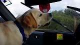 狗狗在车内，看着摇摆的雨刷，头也跟着节奏动起来！