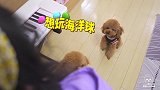 狗狗在幼儿园爱打小报告，还能有朋友吗