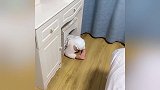 你永远不知道宝宝将要藏的下一个地点在哪儿，爸爸崩溃了