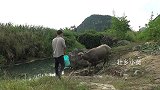 小莫地下暗河收大铁笼，下水拉起水面时瞬间沸腾了，竟收获黑鱼王