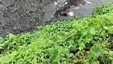 落水老牛瞬间被瓜分，难怪这种鱼没人爱