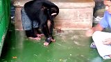 看看这聪明又可爱的猩猩，在管理员身边，真是非常惬意的感觉！