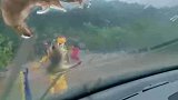 台风天风大雨大，大虾被拍到了车的前挡风玻璃上车主