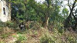 桃子姐和包立春去山里摘椿叶，做一盘香椿鸡蛋，香气四溢，美滋滋
