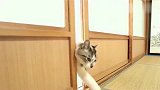活久见！第一次见猫咪这样开门，画面太有喜感！