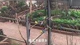 第一次看见这么大的鹦鹉，还能亲密接触，不一样的感受
