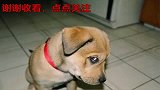恶霸犬吵架不敌泰迪，气的非要跳过去，吵不过还打不过吗