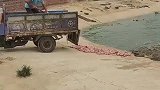 老师傅说大鳄鱼只能中午喂，问为什么他也不说，有人知道为什么吗？