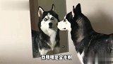我们家的鱼这是在干嘛，太逗了