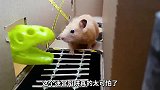 仓鼠挑战迷宫三巨头，无敌霸王龙，巨型毒蝎子，称霸海洋的巨齿鲨