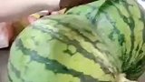 没切像葫芦切了想屁股，论这西瓜是怎么长成这样的