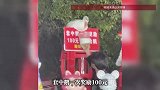 安徽一套圈摊位大鹅因“摇头晃脑”躲圈走红，业内人士：曾有人出一万块买鹅老板都不卖