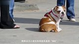 斗牛犬犯错以后，以为主人要炖了它，一直在瑟瑟发抖