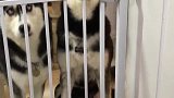 吃橘子也是技术活