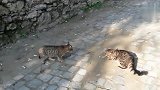 两只狸花猫抢地盘，这架打得也太狠了
