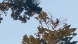 社交距离新高度！英男子在近20米高树顶悠闲吃午餐 惊呆目击者