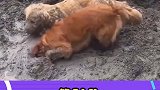 狗子被宠物店拒收的时候，没一个泥潭是无辜的
