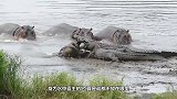 水中霸主鳄鱼怒怼水中高压电电鳗，一口咬下去鳄鱼就后悔了