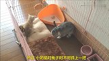小猫咪太聪明了，把兔子当玩物，既搞笑又好玩