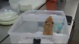 仓鼠因贪玩摔骨折，主人急忙送去医院，打完石膏笑翻了