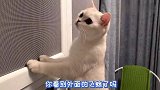 猫咪对小虫子情有独钟，恨不得破窗而出 ，喵：有本事别动