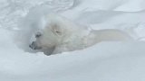 北极熊：趁着妈妈睡觉偷跑到雪地里玩，小北极熊差点被积雪淹没！
