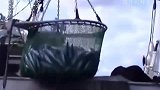 大型渔船捕鱼，渔网却突然拉不动，下水一看都不敢动了！