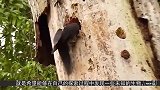 中国最“凶猛”的鸟类，专挑毒蛇为食物，就连响尾蛇也能生吞！