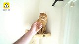 二哈与猫咪的初次邂逅，会发生啥？