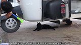 流浪猫背后出现一只尖叫鸡，休息的好好的就被吓跑了