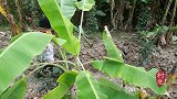 隐居深山，吃冰糖葫芦，贴春联，这才是真正的年味儿