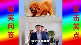 爆笑游戏：办公室游戏看图猜狗品种，这些狗狗你都认识吗？