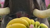 挑战吃香蕉不剥皮，这些香蕉还不够大象塞牙缝的