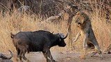 狮子捕杀强壮水牛，即便被顶得遍体鳞伤，却依然奋不顾身！