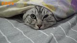 猫咪看似在卖萌，没想到最后的恶作剧隔着屏幕都吓人