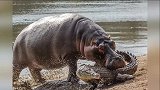 河马为保护宝宝冲上岸撕咬鳄鱼