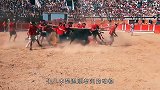 现实版“画地为牢”！站在圈里挑逗公牛，隔着屏幕都觉得刺激！