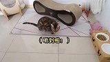 猫咪看人下菜碟？得不到猫的心，得不到它的身！