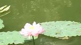 庙里鱼不停啃莲花，象征“年年有鱼”，一切不过是人的一厢情愿！